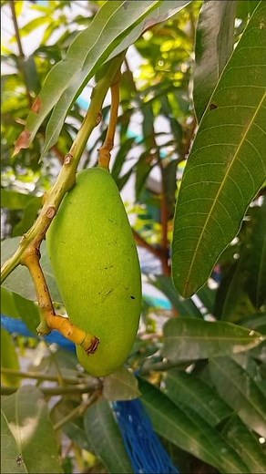 Sweet & Spicy Mango Makha Recipe | Street Style Mango Mix 🥭
