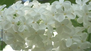 beautiful pure white Persian lilac blossoming in garden at sunny spring day. macro footage