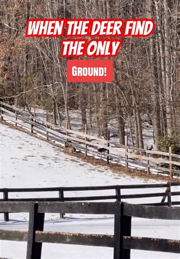 January Challenges for Farmers in Snowy Conditions