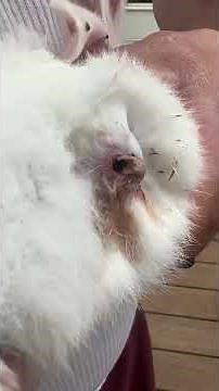 Removing Bot Fly From Peter Rabbit. #paceacre #homestead #rabbit #animalrescue