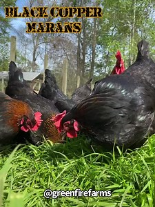 The Black Copper Marans are a very friendly… fluffy breed!🐣 Marans lay large, dark chocolate colored eggs, that have the claim of being the best tasting chicken egg in the world!🥚 Want your very own Black Copper Marans? Visit our website to place your orders!🐥 #greenfirefarms #farmingdoneright #farmlife #farm #farming #sustainablefarming #sustainability #chickens #poultry #hatchingeggs #homestead #backyardchickens #backyardpoultry #chickensofinstagram #chickenlife #countryliving #backyardpoul