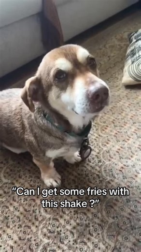 Brittani Wright | I think this song was made for Roger #roger #dogsofinstagram #dogs #fypシ #viral #rescuedogsofinstagram #follow #funny #funnyreel #animal #dance | Instagram