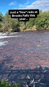 How many fish do you think are in this video? Let us know in the comments below! ~ “This summer the waters of Brooks Falls in Katmai National Park literally run red with sockeye salmon. An unprecedented year for fish numbers in Bristol Bay, Alaska, initial salmon runs numbered in the hundreds of thousands. Most years, the brown bears of Katmai National Park gather at Brooks Falls for this mass arrival of fish, gorging themselves in preparation for their long winter nap. This year so many fish ch