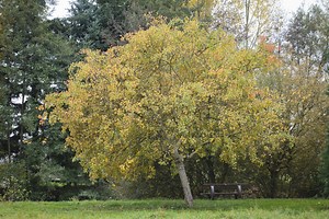 Greffe saule crevette : cultivez-le avec succès au jardin !