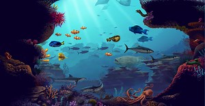 Como é a vida em um recife de coral?