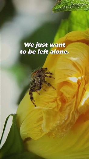 Watch This Before You Squish 🕷️