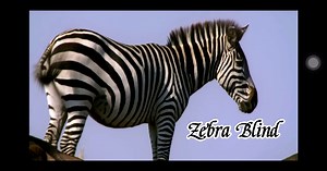 Hi I would to take a look for zebra blind What is the difference between this and Korean blind!? Actually All is this blind  | MGL Curtain and Furnishing | Facebook