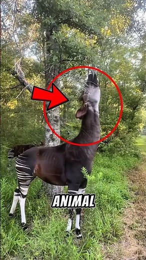 This “Zebra Giraffe” Is NOT What You Think 😱 #okapi #facts #didyouknow #animals
