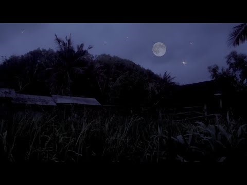 1 Hours - Summer Night Sounds Crickets for Sleeping - Sound of Crickets to help you fall asleep fast