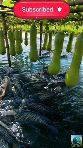 Next-Level Aquaponics! 🐟 Floating Vegetable & Fish Farming System #agritech #farming #viral