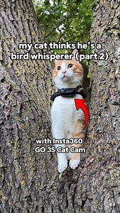 49K views · 9.6K reactions | AD| Ros is convinced he speaks fluent bird… the birds disagree  Every sound gets caught in full detail thanks to his @insta360 GO 3S. Use code ‘ROS’ or link in bio for 10% off + a free gift! (first 10 orders only!) Comment CAMERA to check out the sale! #insta360catcam | Ros Adventure Cat | Facebook