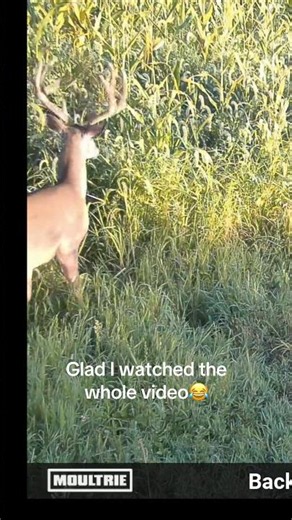 Big buck!! #deer #deerhunting #trailcam #outdoors #archery #bigbuck #antler #buck #velvet #bowhunter