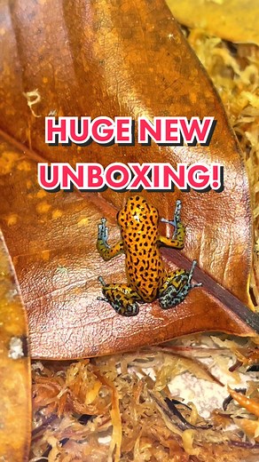 INCREDIBLE NEW Poison Dart Frog UNBOXING!!! I’ve been trying to get this Dart Frog for YEARS! #frog #frogs #frogtok #frogtiktok #frogtok🐸 #froggy #frogsoftiktok #frogsontiktok #frogspawn #frogarmy #froggie #darts #dartfrog #dartfrogs #poisondartfrog #poisondartfrogs #poison #venom #venomman20 #unboxing #new #animal #animals #pet #pets #amphibian #amphibians #reptile #reptiles #unboxingvideo