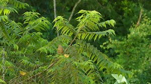 Yellow birds in many sizes jumping around on the same branch