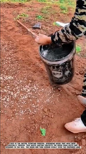 Seed Broadcasting Technique with Coated Seeds #AgriculturalInnovation