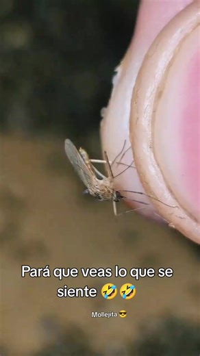 Videos de Moisés (@mollejitabernal) con “sonido original - te acuerdas de esta. 2”