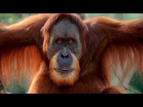 Orang-Utan - Der größte baumlebende Affe / Dokumentation