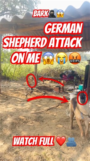 German shepherd attack on me 🤬😱#germanshepherd #bullydogs #viral #youtube #aggressive #attack🔥🔥