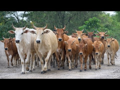 Dozens of cattle herd the sound of running along the village road towards the fields to graze.