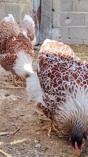 Skandar Sedjal on Reels