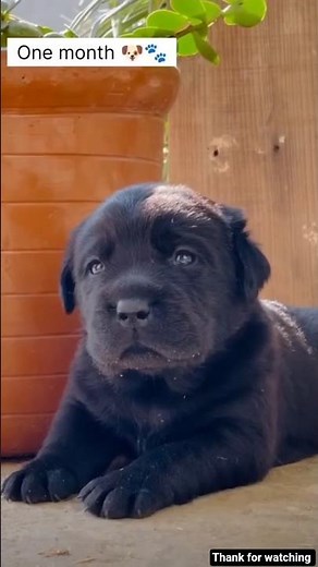 Black Labrador Transformation: One Month to One year 🐾🐶.#dog #puppy #blacklabrador #transformation