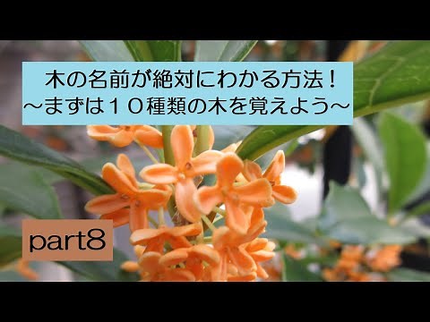 「木の名前が絶対にわかる方法！～まずは１０種類の木を覚えよう～」part8