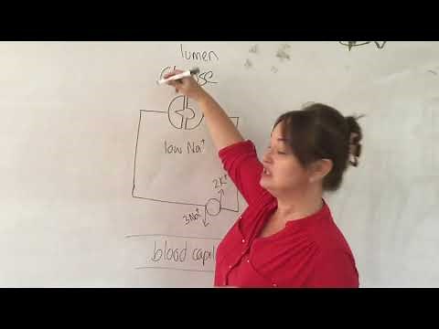 4.5 A'level Co-transport