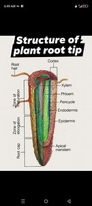 The image shows a diagram of the structure of a plant root tip,... | Filo