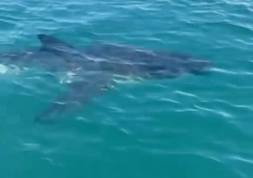 Shark sightings in Northeast waters put beachgoers on high alert