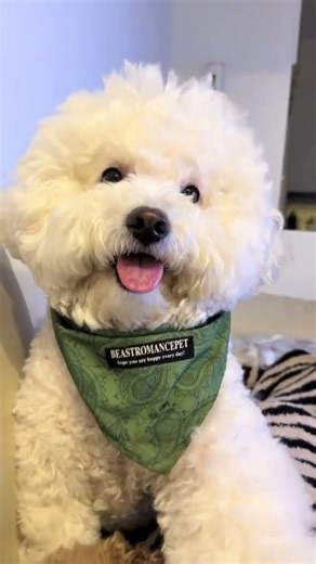 It seems he really believed #This damn sense of the camera of my little dog#Bichon Douyin