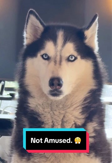 Discovering My Siberian Husky's Hidden Little Mustache