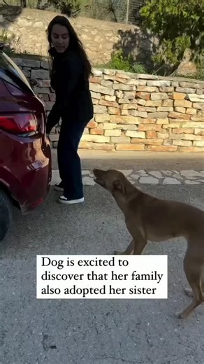 Los Angeles Animal Services on Instagram: "The story of Andy and his dogs has touched thousands on social media, showing the importance of bonds between animals and how they can endure over time. In a video posted on TikTok, Andy shared the moment he decides to adopt his dog’s sister, showing a reunion full of emotion. The recording begins with the dog running excitedly around the car, as if she sensed what was about to happen. When Andy opens the trunk, his dog finds her sister and they both ru