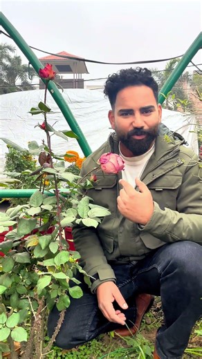 America’s national flower Ronald Reagan Rose￼ #rose