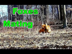 Trail Camera: Foxes Mating in this Rare Educational Video