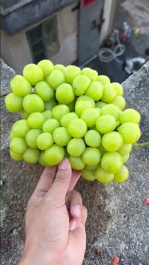 Experiment: Will a pineapple or grape explode if it rolls down from a tall building? 🍇🍍 #shorts