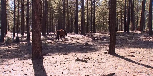 Wildlife advocates call for justice after 9 horses killed in eastern Arizona