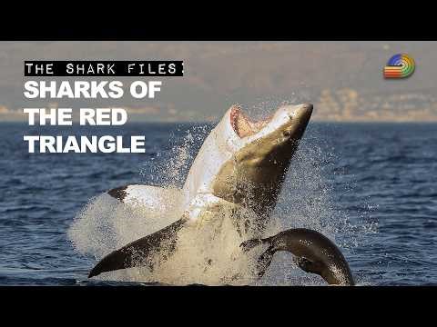 Sharks of The Red Triangle | The Shark Files