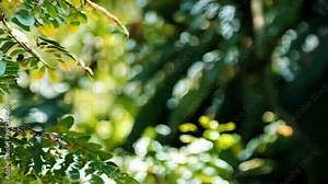 Colorful couple toucan bird on a branch in a rainforest. 4k video footage