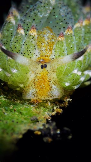 A world at millimeter scale 😲 An extreme macro view of Costasiella kuroshimae, a sacoglossan sea slug, actively feeding on filamentous algae 🐌🌿 The total body length of this organism is approximately 5 mm; the width of the anterior region (“face”) is less than 2 mm — a reminder of how much complexity exists at microscopic scales 🧐 Recorded at a depth of 17 m 🤿🎥 Tulamben, Bali, Indonesia 🏝 | Matahari Tulamben Resort