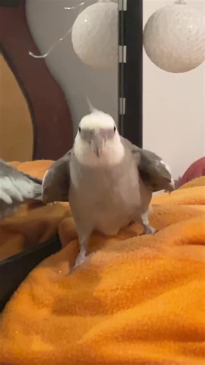 Ninfas Bailando y Cantando con Pascalito Digital