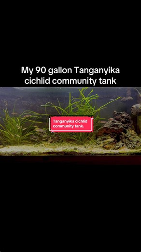 My 90 gallon Tanganyika community tank is complete now for them to grow. Unfortunately couldn’t get Italian Vals that size. #tanganyikacichlid #cichlids #africancichlids #aquariumfish #aquaticplants