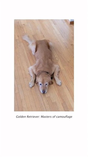 Gymshark So when do I get to swim with the sharks Fitness... #Shorts #andrewjzhan