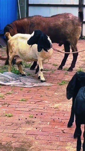 This is why we chose Boer! SheepFarming BlackGoa#86