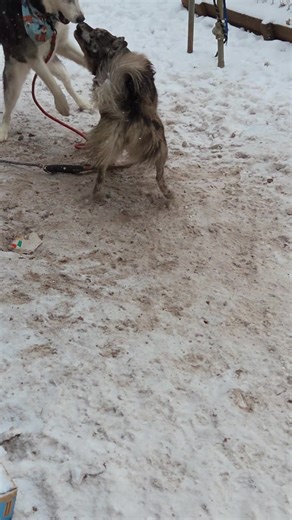 Dodo the Husky and CottonCandy Enjoy the Snowstorm