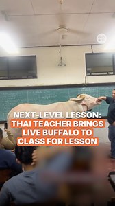 13K views · 84 reactions | Class is definitely not boring for these students at Udon Thani College of Agriculture and Technology, Thailand. In a viral TikTok video that tickled netizens, a teacher could be seen instructing his Animal Science class with a live buffalo in the classroom. #news #Thailand #School #Education #Students #Classroom #Animal | AsiaOne | Facebook
