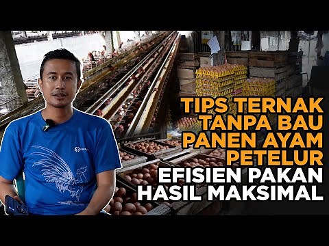 Ternak Ayam Petelur Populasi Besar Tanpa Bau! Kandang Bersih, Panen Optimal!