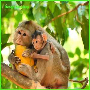 Heart breaking seeing this poor baby monkey fall down from high tree | RESEP Monkey