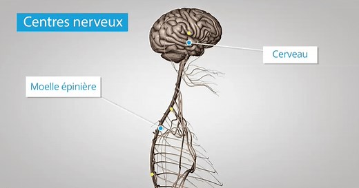 Le fonctionnement du système nerveux