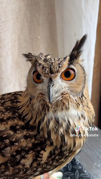 日本のフクロウ：ベンガルワシミミズクの鳴き声と可愛らしいあいさつ