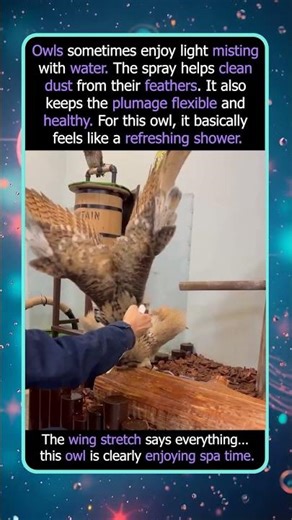 This Owl Loves Its Little Shower